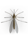 Komar – widok z góry