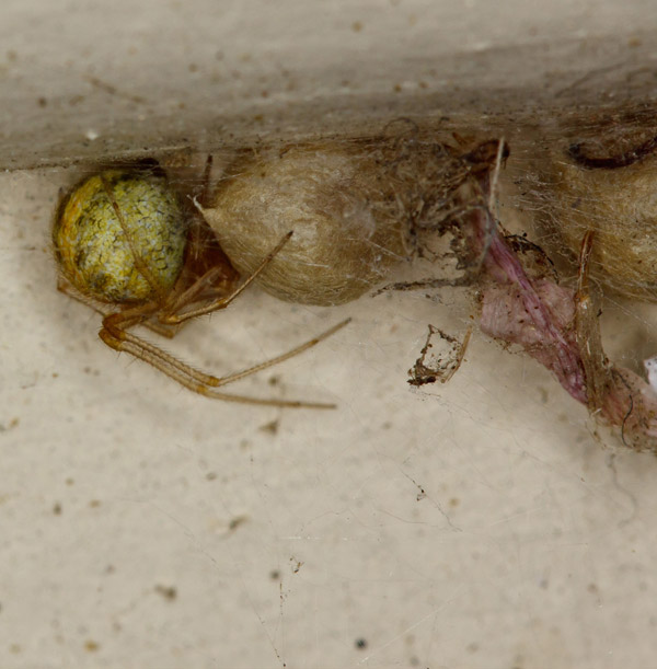 worek z jajkami pajęczymi, który można często znaleźć w domu