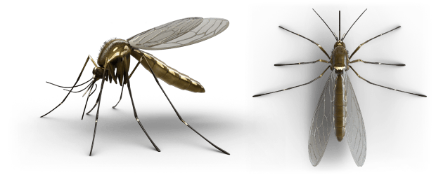 profil komara