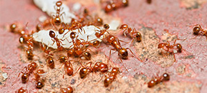 Różne rodzaje mrówek