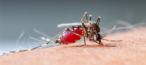 Pozbywanie się komarów