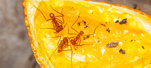 Co jedzą mrówki 